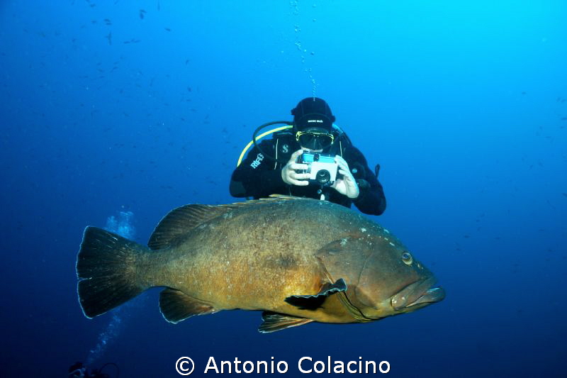 A large grouper and a photographer by Antonio Colacino 