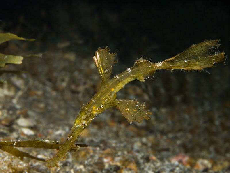 Solenostomus cyanopterus by Alex Varani 