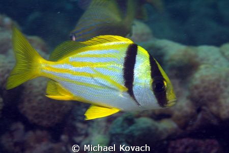 Porkfish on the Little Coral Knoll off the beach in Fort ... by Michael Kovach 