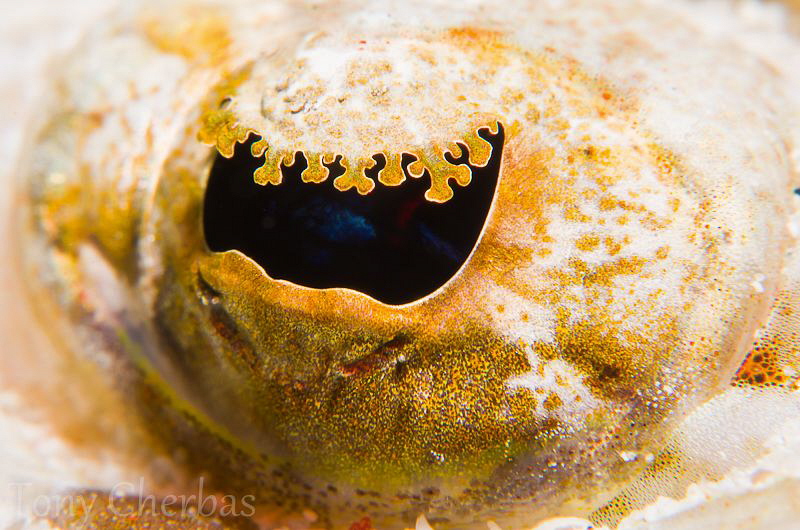 Golden Eye: Eye of Flathead shot with Nikon 105 + borrowe... by Tony Cherbas 