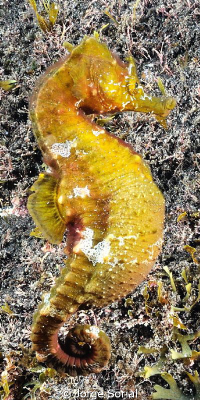 Hippocampus hippocampus, short-snouted seahorse by Jorge Sorial 