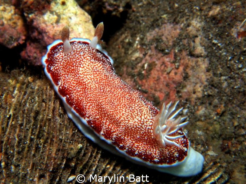 Red reticulated Nudi by Marylin Batt 