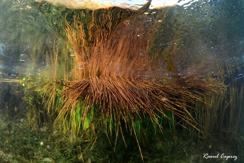 Reeds stuck under a thin ice cover by Raoul Caprez 