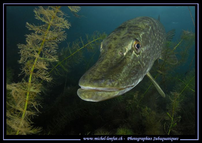 Face to face with this big Pike Fish... ;O)... by Michel Lonfat 