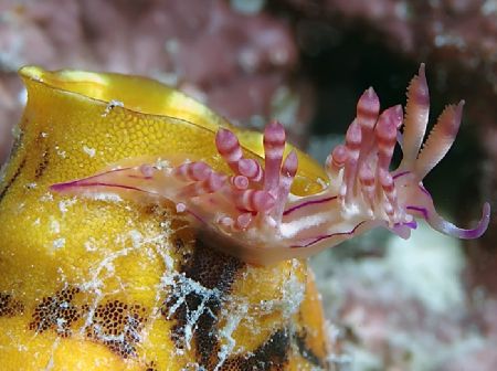 Fabulous Flabellina! Taken in Mabul with Nik D70, 105mm l... by Beverly Speed 
