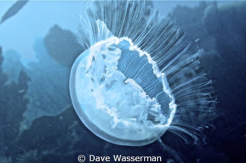 These jellyfish are so plentiful its difficult to swim th... by Dave Wasserman 