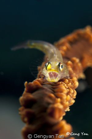 whip goby by Gengyan Tan 