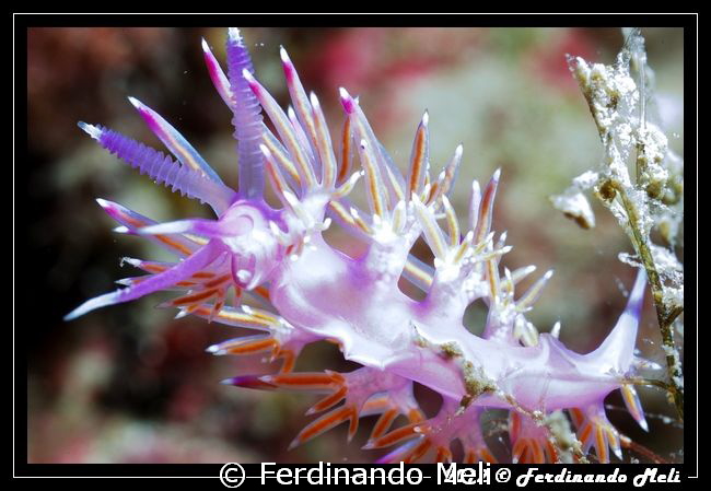 Internal details of a nudibranch (intentional overexposed). by Ferdinando Meli 