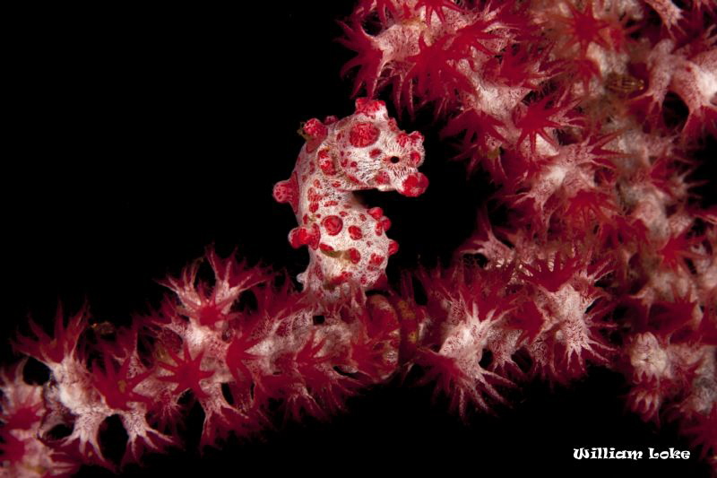Pygmy Seahorse in Its Living Environment!!! by William Loke 