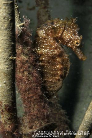 Seahorse. Hyppocampus guttulatus. by Francesco Pacienza 