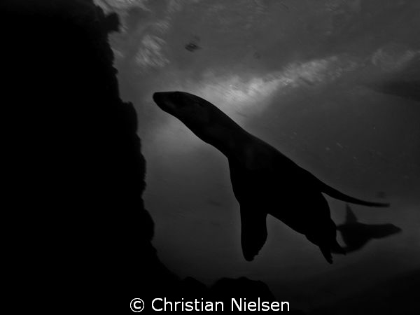 Sealions in silhouette. Very difficult conditions for pho... by Christian Nielsen 