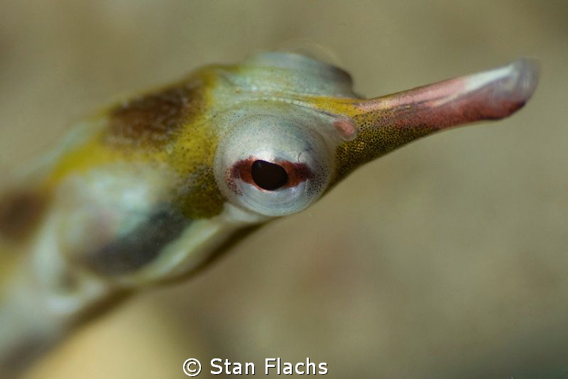 pipefish by Stan Flachs 