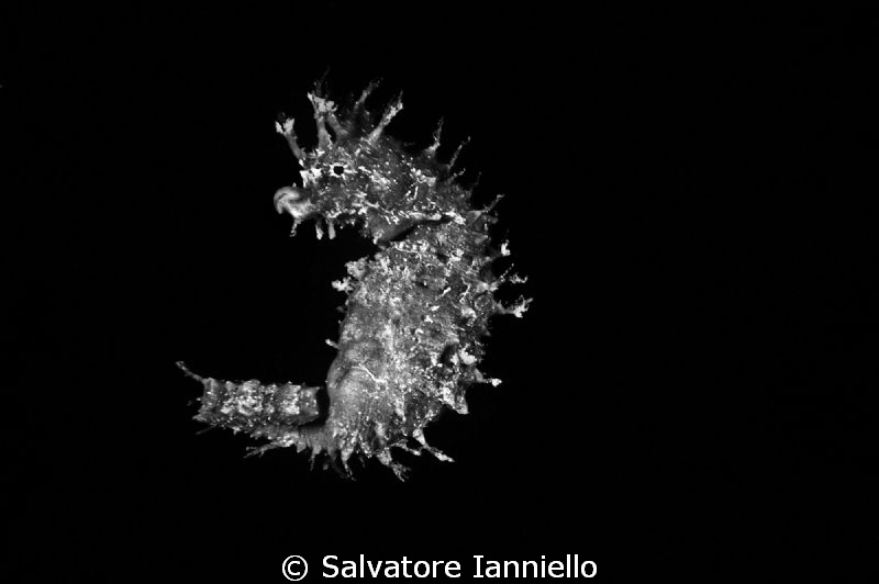 hippocampus guttulatus by Salvatore Ianniello 