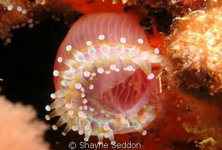 This is a Jewel Anemone taken on macro and used focus lig... by Shayne Seddon 