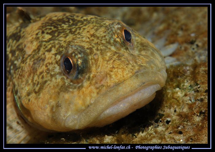 Just love the faces they have : Bullhead, freshwater scul... by Michel Lonfat 