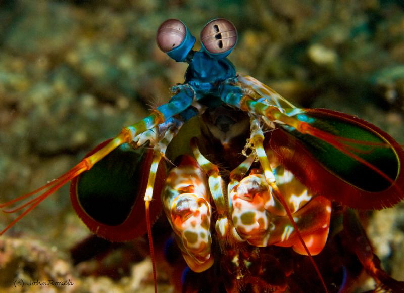 Mantis Shrimp by John Roach 