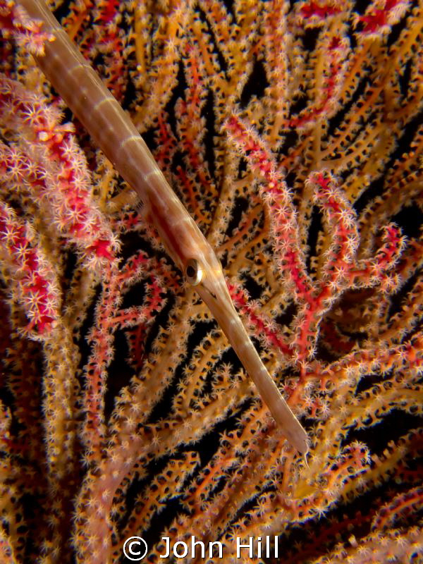 Trumpetfish concealing itself in a colourful blend of fan... by John Hill 