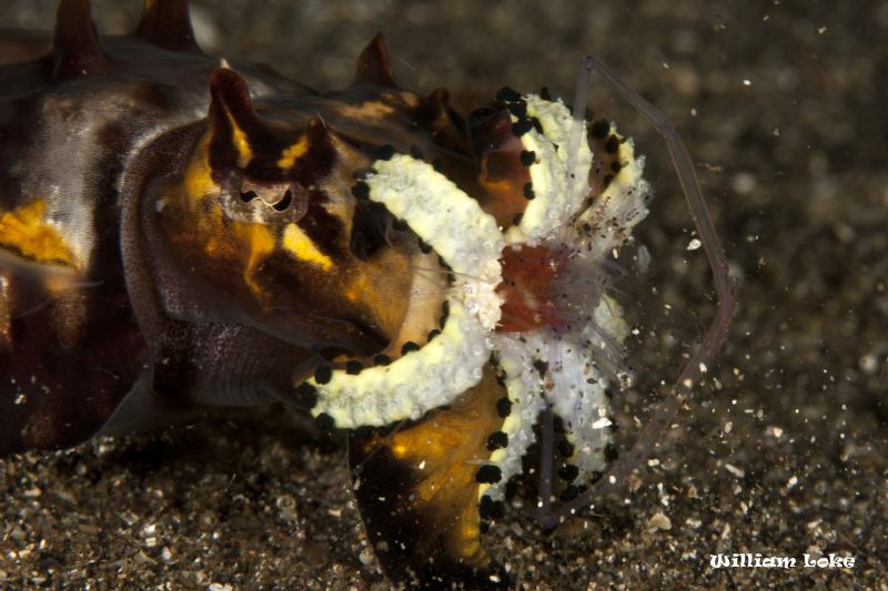 Bang!!! you can hear it!!! its a popcorn shrimp (Periclim... by William Loke 