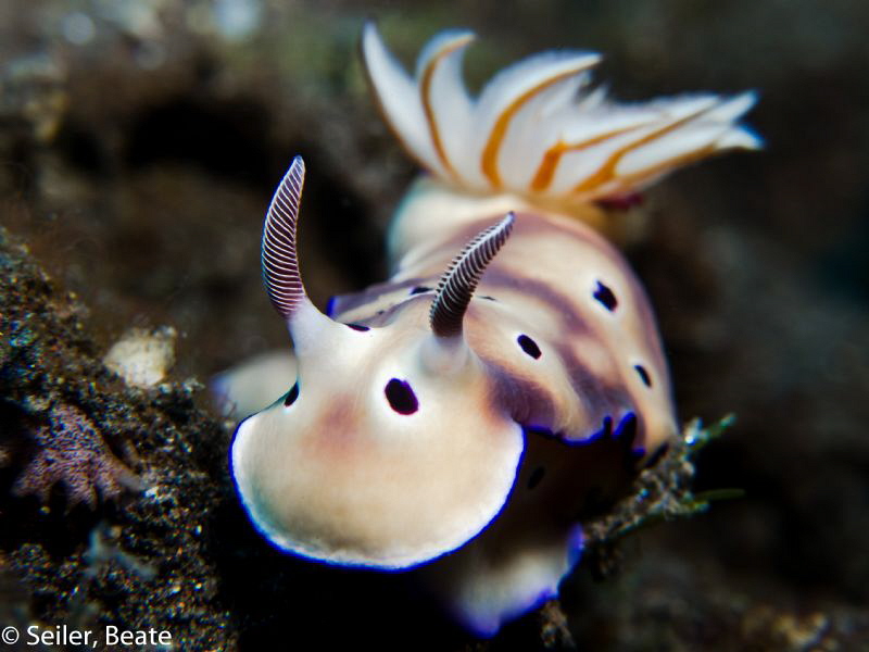 Chromodoris, taken with Canon G12 and UCL165 by Beate Seiler 