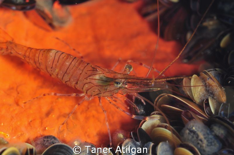 Shrimp by Taner Atilgan 