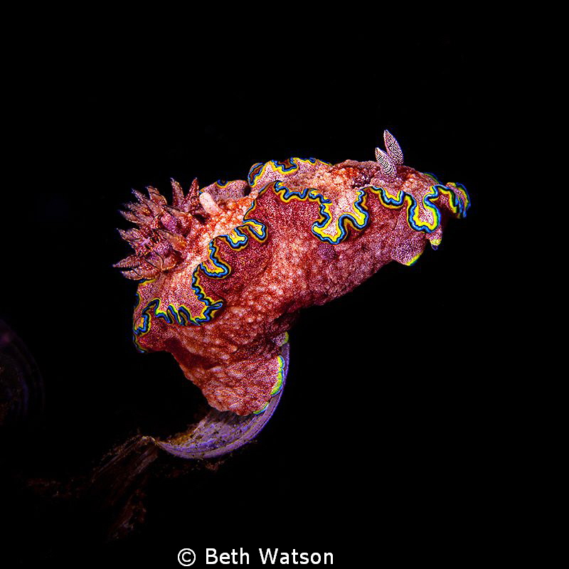 This nudi is a glossodoris cincta.  The image was taken a... by Beth Watson 