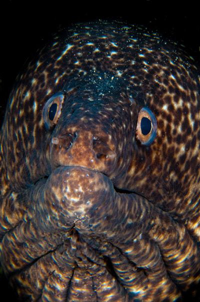 Spotted Moray by Paul Colley 