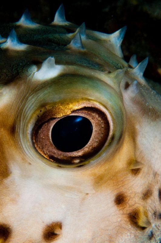 Porcupinefish close up by Paul Colley 