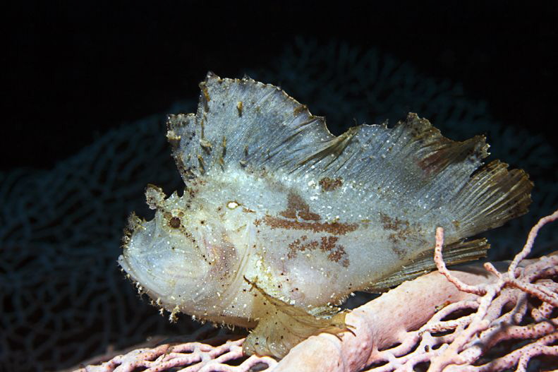 Jumping Sheet IV
that smal Leaf Scorpionfish was on a Go... by Jörg Menge 