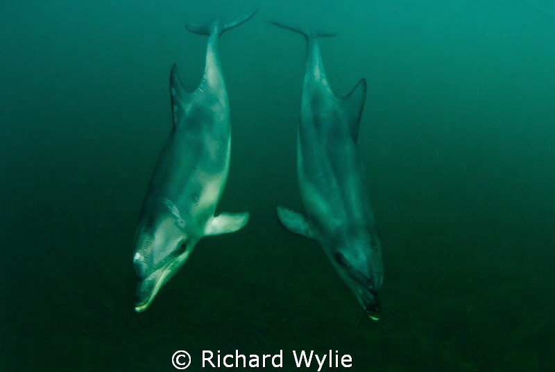 "Synchronised swimming" These two dolphins buzzed by righ... by Richard Wylie 