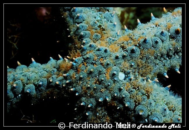 Starfish (Marthasterias glacialis). by Ferdinando Meli 