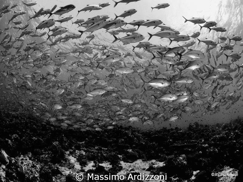 Fotteyo Kandu, Maldives D300, aquatica housing, 10,5 mm +... by Massimo Ardizzoni 