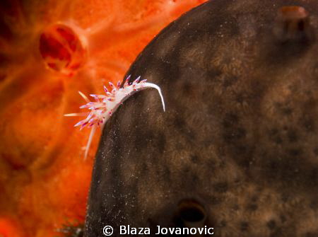 A very tiny flabellina on sponge with that kind of "2001:... by Blaza Jovanovic 