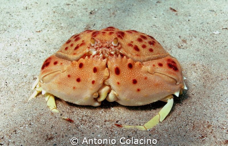 Calappa granulata, a deep sea crab. by Antonio Colacino 