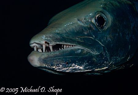 Nice Big Pearly Whites -Taken in the Bahamas with Canon 2... by Michael Shope 