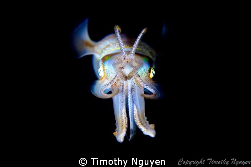 Squid at night by Timothy Nguyen 