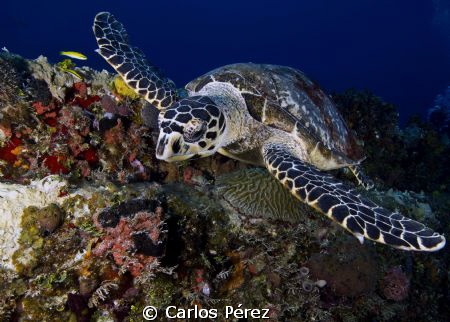 Close up to a Hawksbill in Wit Concrete wreck St Thomas by Carlos Pérez 