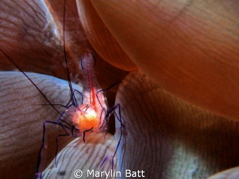 Bubble anemone shrimp by Marylin Batt 