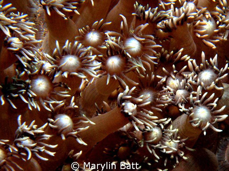 Coral polops Feeding by Marylin Batt 