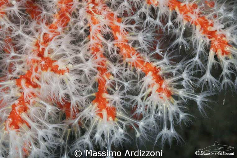 corallium rubrum D300, aquatic housing, 105 micro + 2x in... by Massimo Ardizzoni 