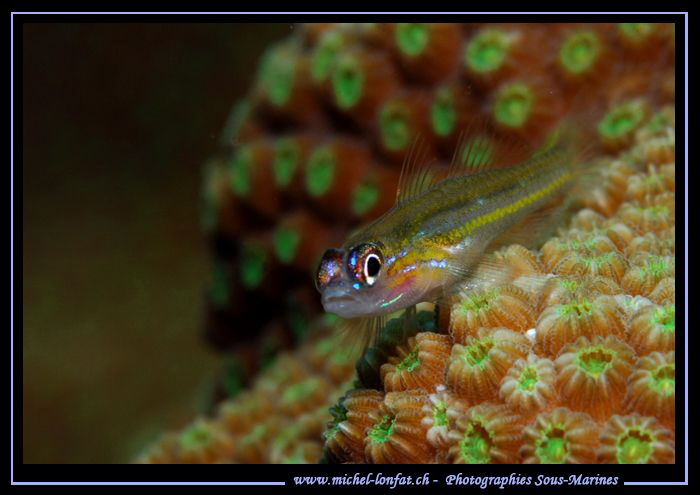 Little Goby on coral... :O)... by Michel Lonfat 