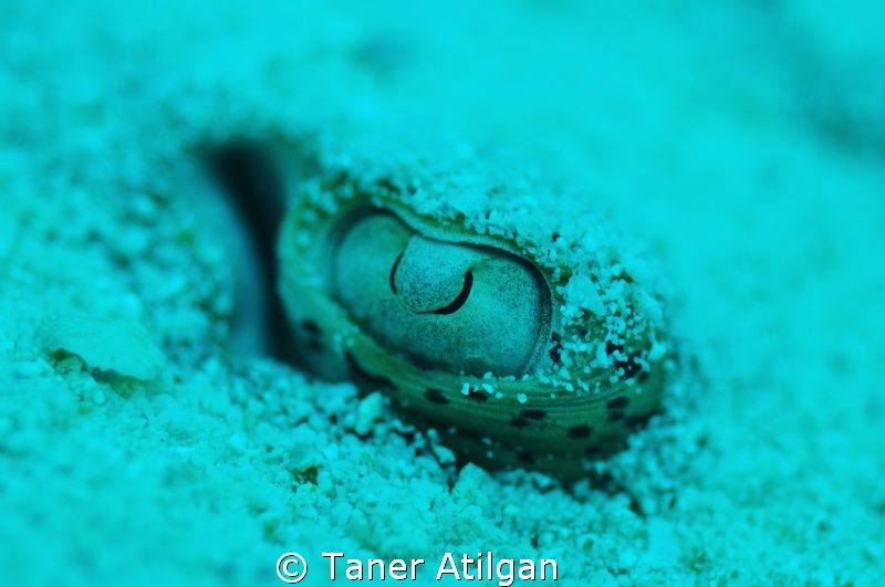 blue spotted stingray - no strobes by Taner Atilgan 
