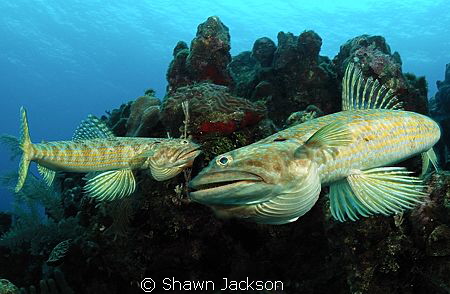 Two lizard fish swimming. by Shawn Jackson 