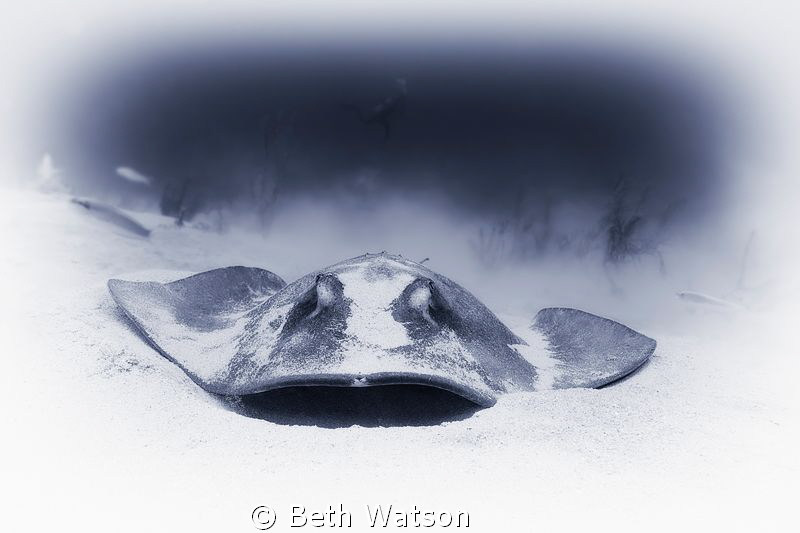 This image of a southern stingray was taken in Little Cay... by Beth Watson 