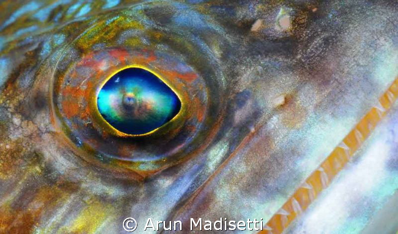 Lizard fish close up. by Arun Madisetti 