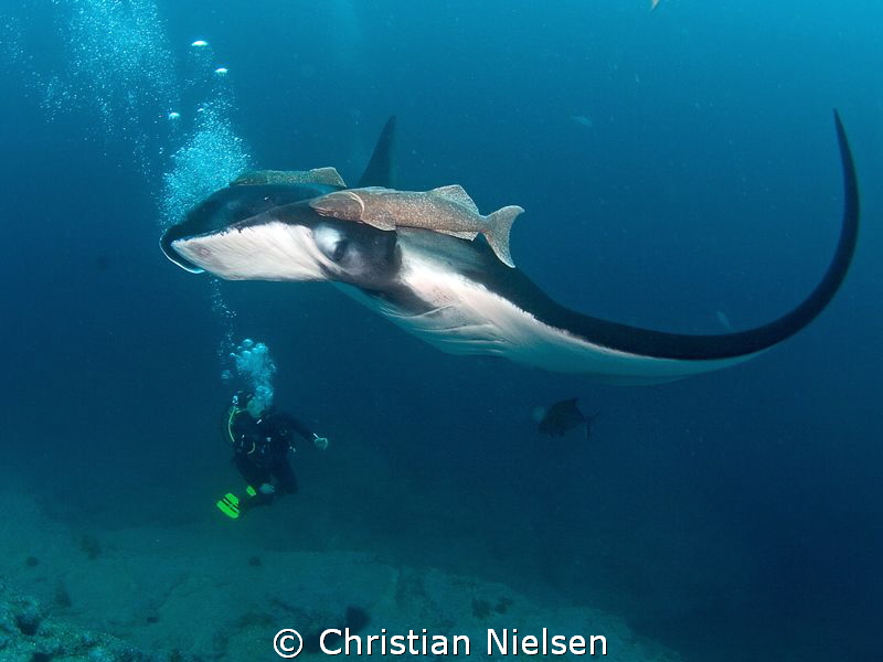Watching in awe. Manta and its companions, Cabo Pearce, S... by Christian Nielsen 