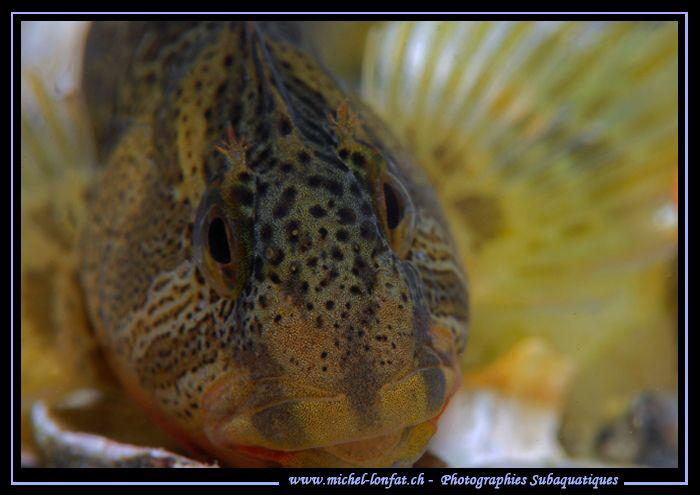 Face to face with this young Freshwater Blennie... :O)... by Michel Lonfat 