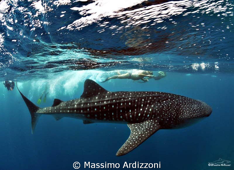 whale shark by Massimo Ardizzoni 