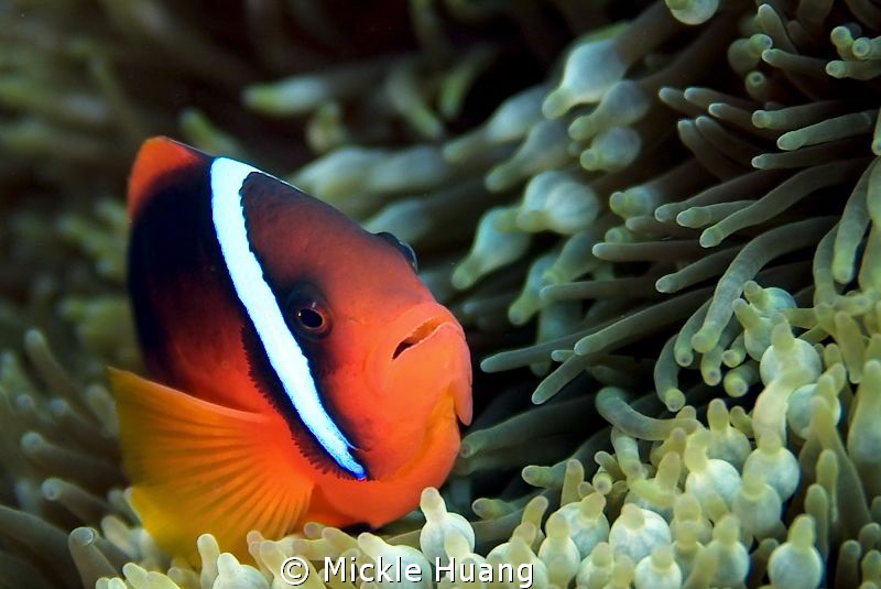 TOMATO CLOWNFISH
Orchid Island Taiwan by Mickle Huang 