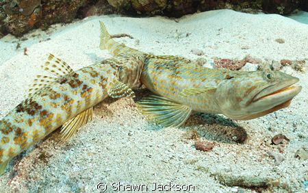 Lizard fish biting another lizard fish. Nikon 10.5mm lens. by Shawn Jackson 