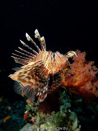 Lion Fish, Taken in Red Sea 2012. by Neil Holloway 